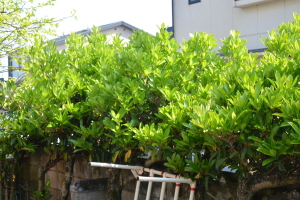 サンゴジュ剪定