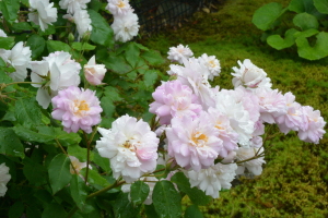 薔薇