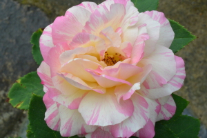 薔薇
